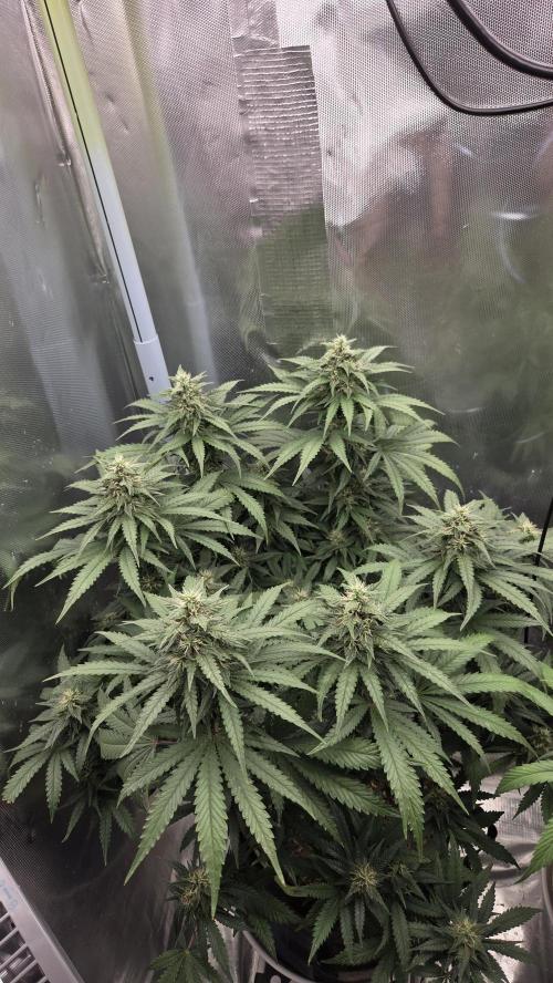 Kannabia Sunset Sherbet Go Fast. Week 12 - Tag 86
Blütetag 50