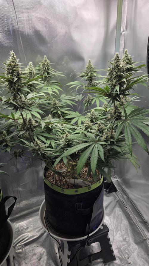 Kannabia Candy Cream Go Fast. Week 10 - Tag 76
Blütetag 40