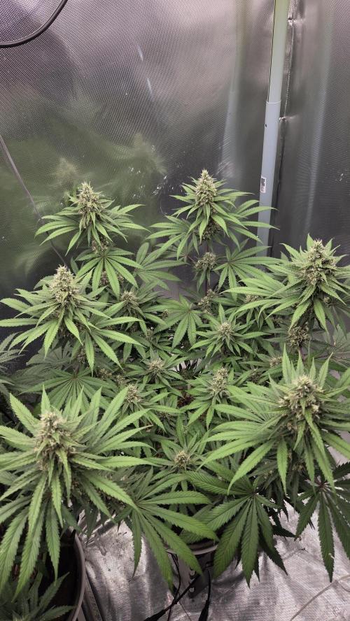 Kannabia Candy Cream Go Fast. Week 10 - Tag 76
Blütetag 40