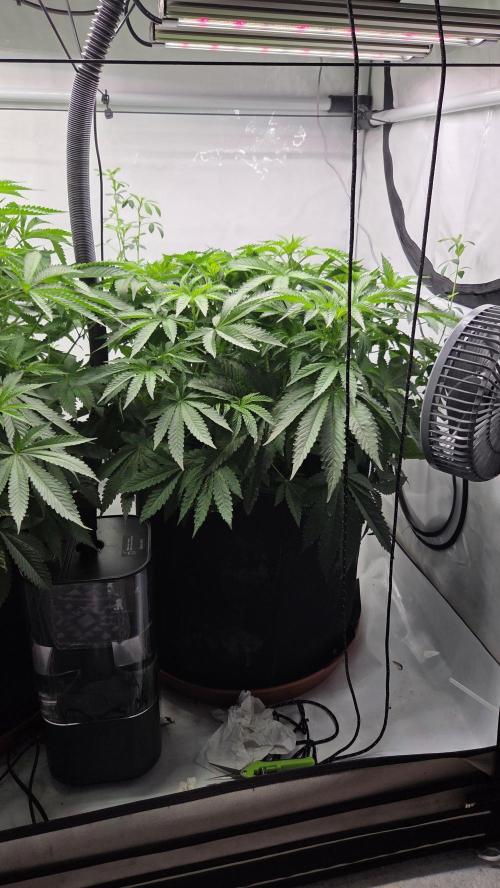 Kannabias Karibbean Mango. Week 7 - Tag 50
Blütetag 15