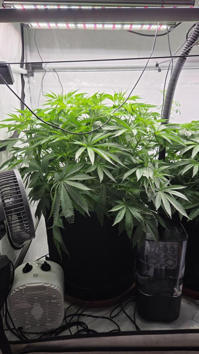 Kannabias Cherry Dream. Week 7 - Tag 50
Blütetag 15
