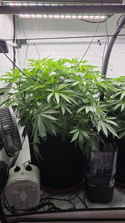 Pflanzregal 150W . Week 7