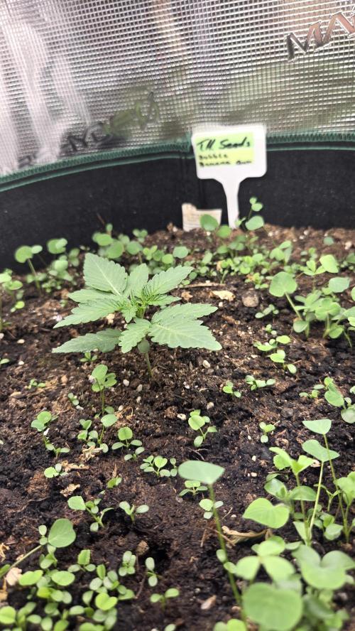 BubbleBananaGum. Week 1
