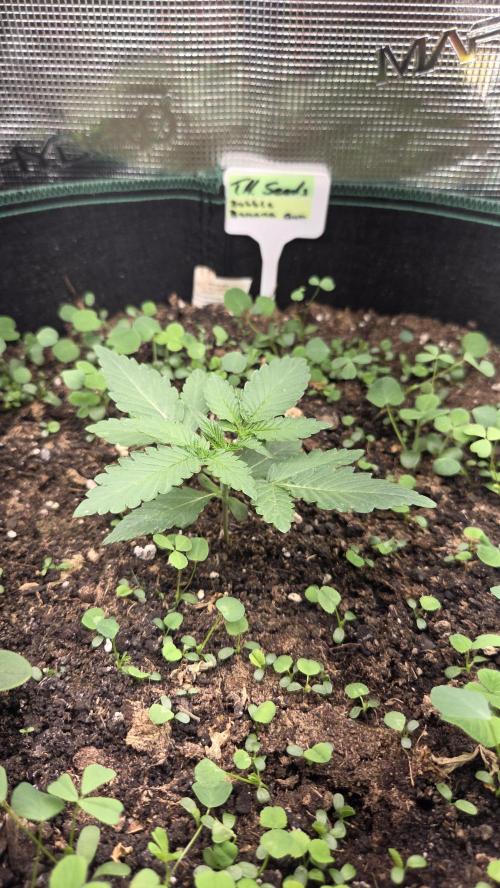 BubbleBananaGum. Week 1