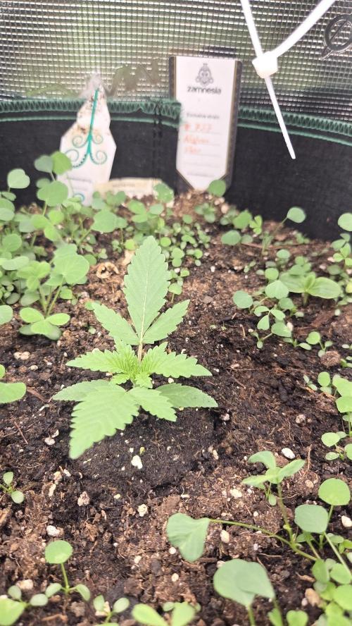 Afghan Noir . Week 1
