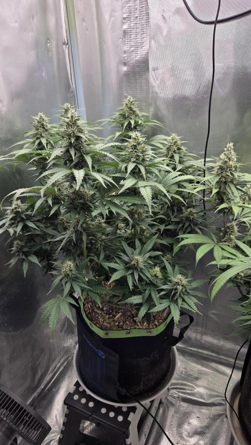 Kannabia Sunset Sherbet Go Fast. Week 12 - Tag 87
Blütetag 51