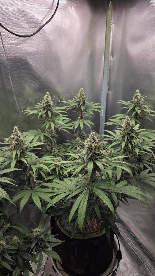 Kannabia Candy Cream Go Fast. Week 10 - Tag 77
Blütetag 41