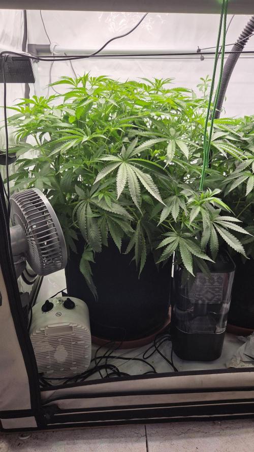 Kannabias Cherry Dream. Week 7 - Tag 50
Blütetag 16