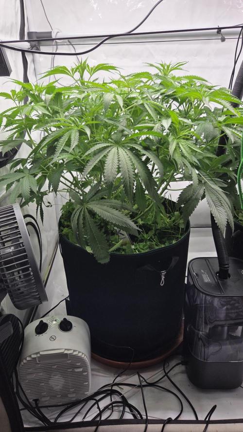 Kannabias Cherry Dream. Week 7 - Tag 50
Blütetag 16