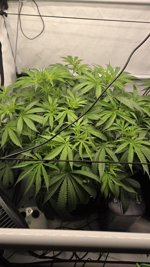 Kannabias Cherry Dream. Week 7 - Tag 50
Blütetag 16