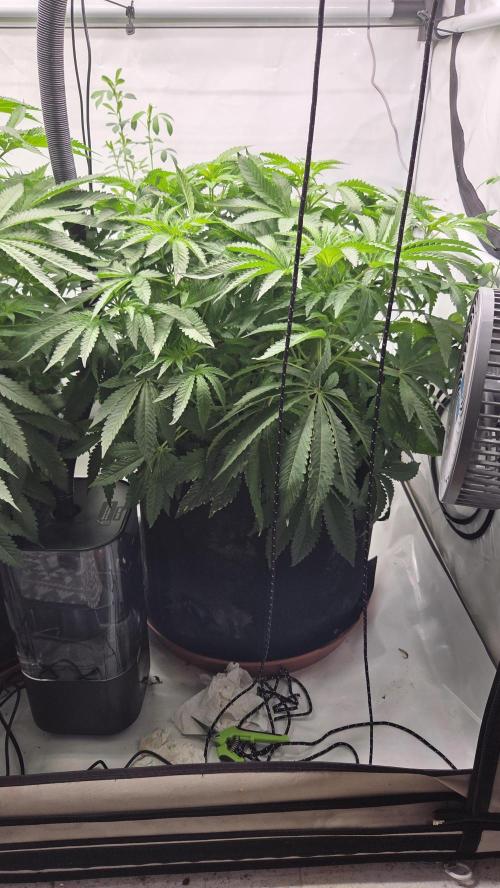 Kannabias Karibbean Mango. Week 7 - Tag 51
Blütetag 16