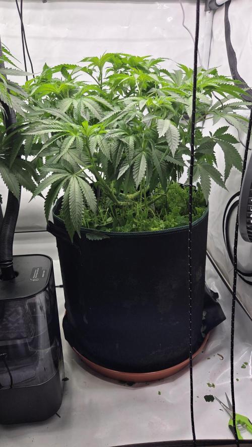 Kannabias Karibbean Mango. Week 7 - Tag 51
Blütetag 16