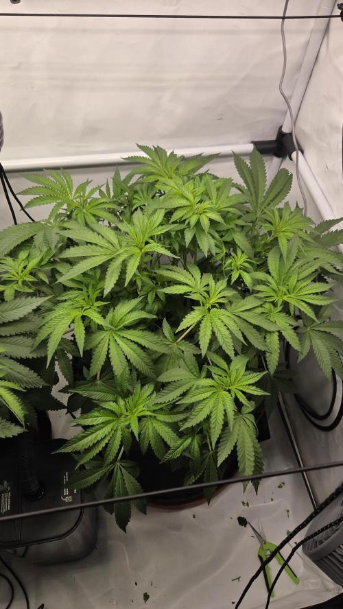 Kannabias Karibbean Mango. Week 7 - Tag 51
Blütetag 16