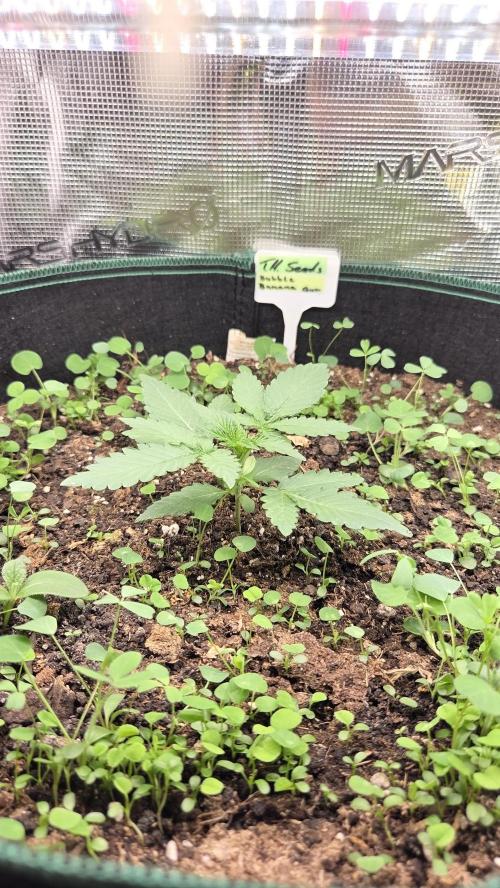 BubbleBananaGum. Week 1
