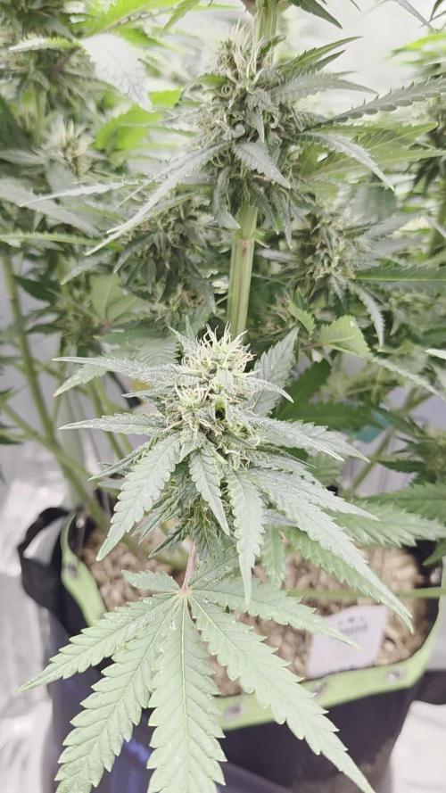 Kannabia Sunset Sherbet Go Fast