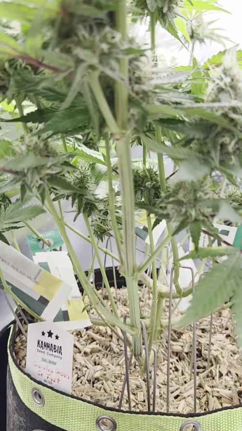Kannabia Candy Cream Go Fast