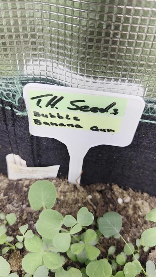 T.H.Seeds Bubble Banana Gum
