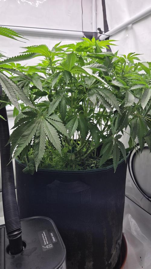 Kannabias Karibbean Mango. Week 7 - Tag 52
Blütetag 17