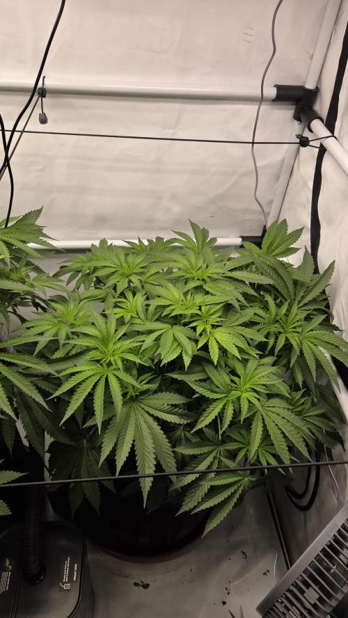 Kannabias Karibbean Mango. Week 7 - Tag 52
Blütetag 17