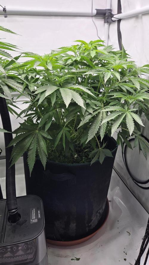 Kannabias Karibbean Mango. Week 7 - Tag 53
Blütetag 18