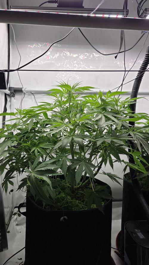 Kannabias Cherry Dream. Week 7 - Tag 52
Blütetag 17