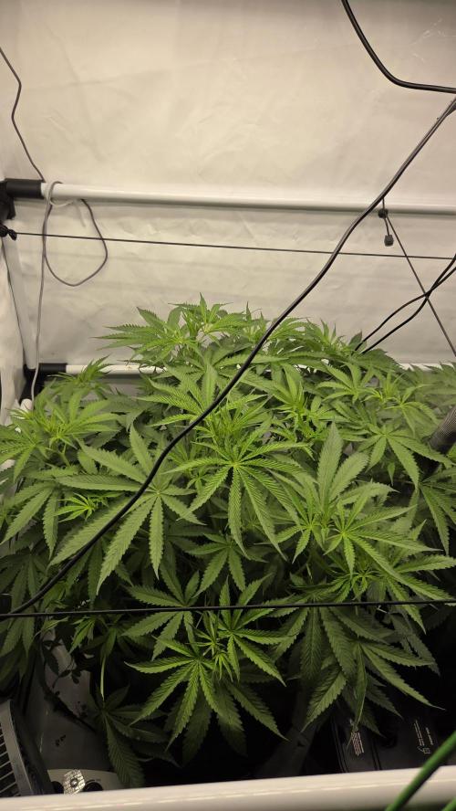 Kannabias Cherry Dream. Week 7 - Tag 52
Blütetag 17