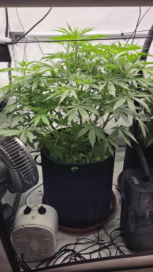 Kannabias Cherry Dream. Week 7 - Tag 53
Blütetag 18