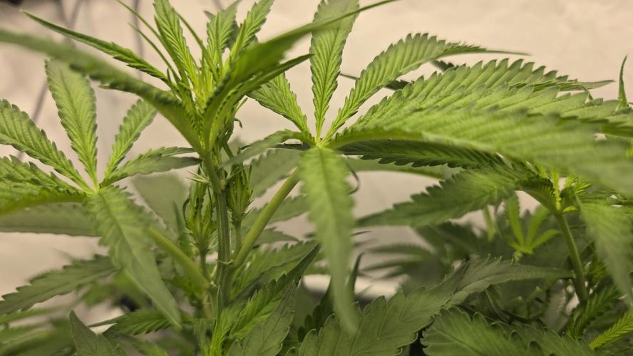 Kannabias Cherry Dream. Week 7 - Tag 53
Blütetag 18
