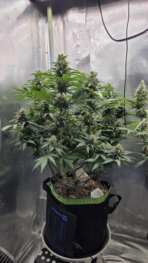 Kannabia Sunset Sherbet Go Fast. Week 12 - Tag 89
Blütetag 53
