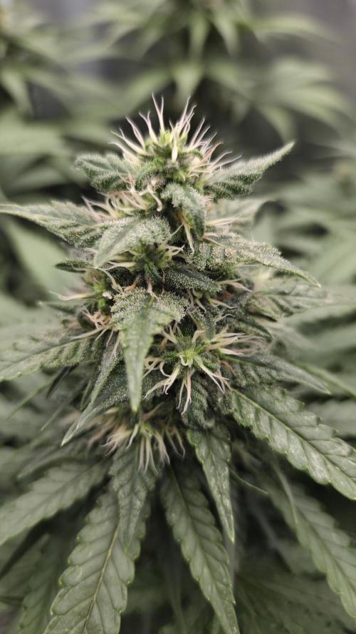 Kannabia Sunset Sherbet Go Fast. Week 12 - Tag 89
Blütetag 53