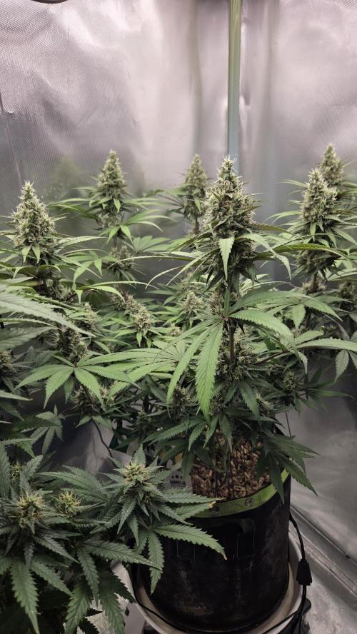 Kannabia Candy Cream Go Fast. Week 11 - Tag 79
Blütetag 43