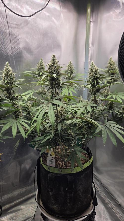 Kannabia Candy Cream Go Fast. Week 11 - Tag 80
Blütetag 44