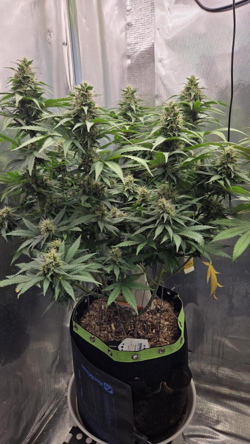 Kannabia Sunset Sherbet Go Fast. Week 12 - Tag 90
Blütetag 54