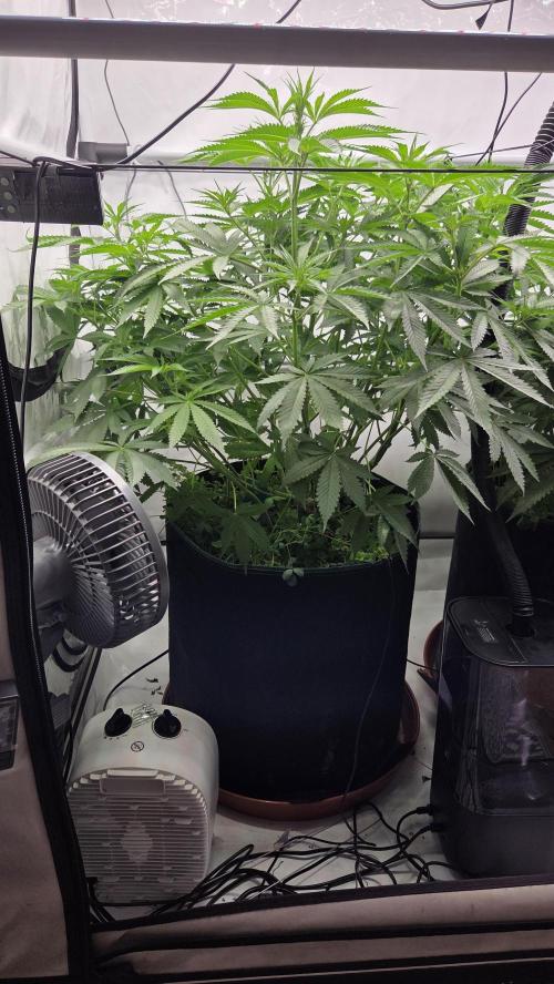 Kannabias Cherry Dream. Week 7 - Tag 54
Blütetag 19