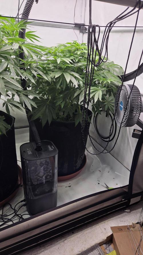 Kannabias Karibbean Mango. Week 7 - Tag 54
Blütetag 19