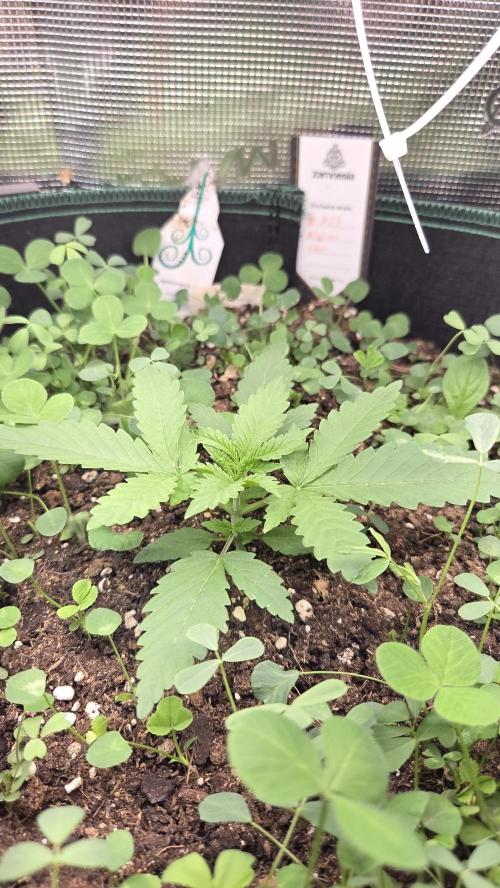 Afghan Noir . Week 2
