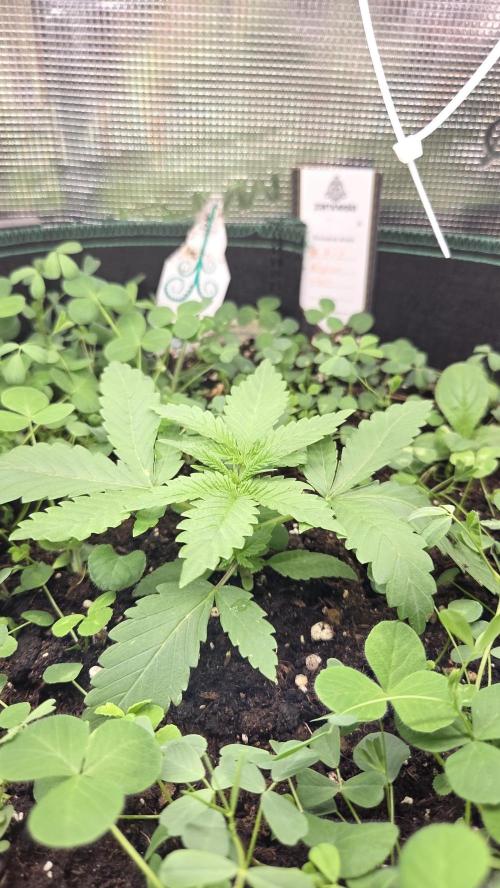 Afghan Noir . Week 2