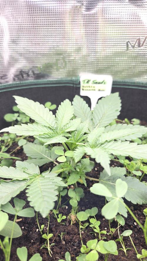 BubbleBananaGum. Week 2