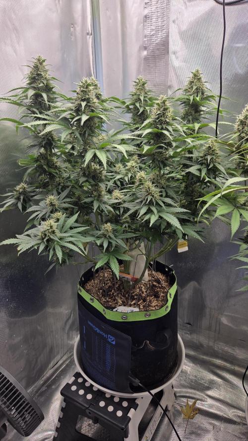Kannabia Sunset Sherbet Go Fast. Week 12 - Tag 91
Blütetag 55