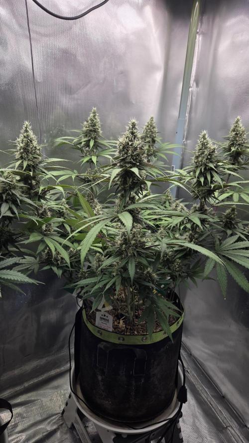 Kannabia Candy Cream Go Fast. Week 11 - Tag 81
Blütetag 45