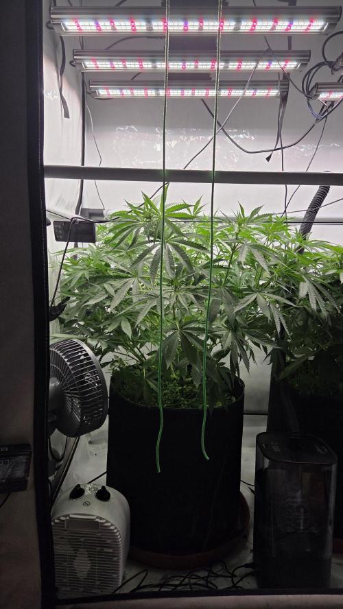 Kannabias Cherry Dream. Week 7 - Tag 55
Blütetag 20