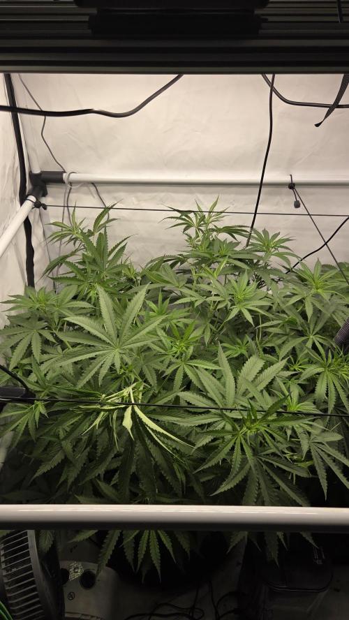 Kannabias Cherry Dream. Week 7 - Tag 55
Blütetag 20