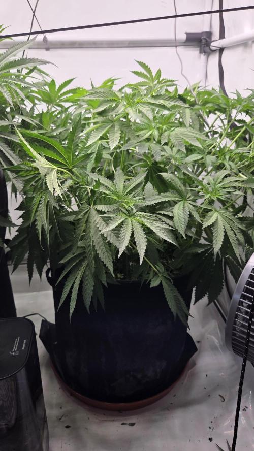 Kannabias Karibbean Mango. Week 7 - Tag 55
Blütetag 20