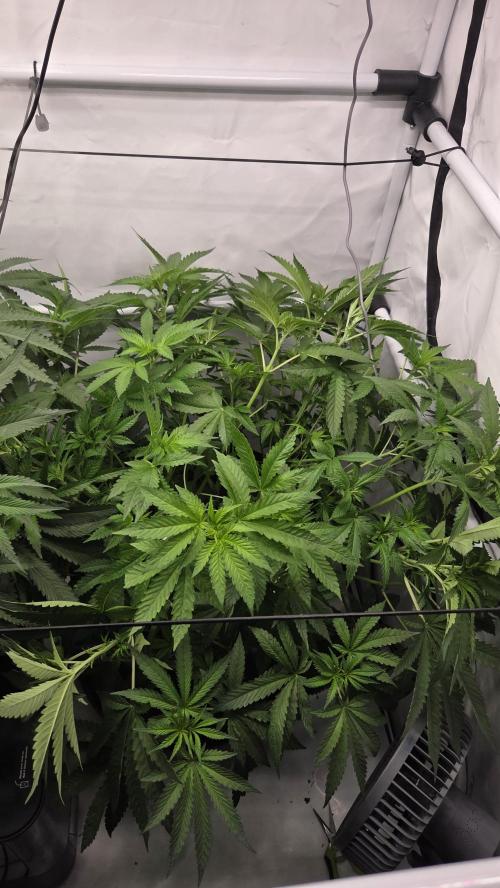 Kannabias Karibbean Mango. Week 7 - Tag 55
Blütetag 20