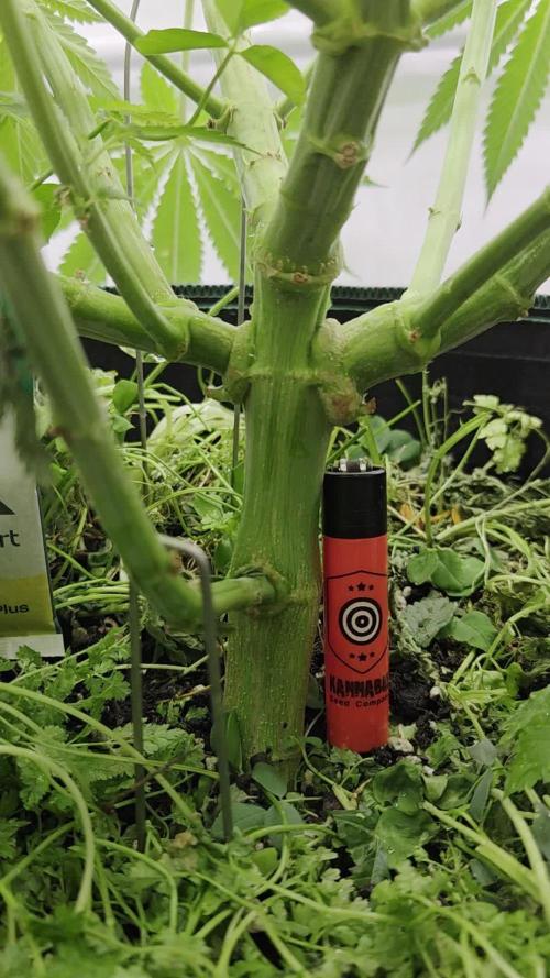 Kannabias Cherry Dream