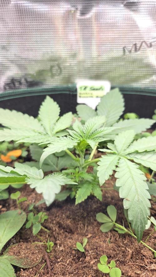 BubbleBananaGum. Week 2