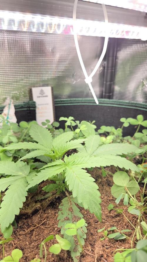 Afghan Noir . Week 2