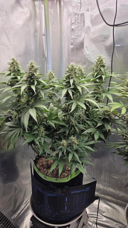 Kannabia Sunset Sherbet Go Fast. Week 13 - Tag 93
Blütetag 57