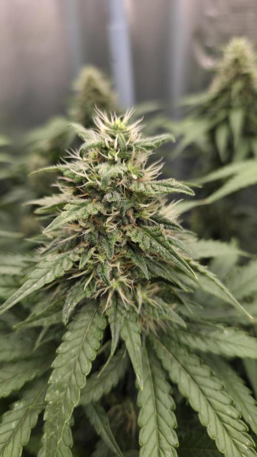 Kannabia Sunset Sherbet Go Fast. Week 13 - Tag 93
Blütetag 57