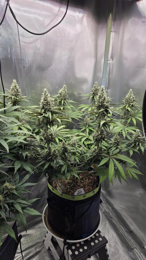 Kannabia Candy Cream Go Fast. Week 11 - Tag 83
Blütetag 47